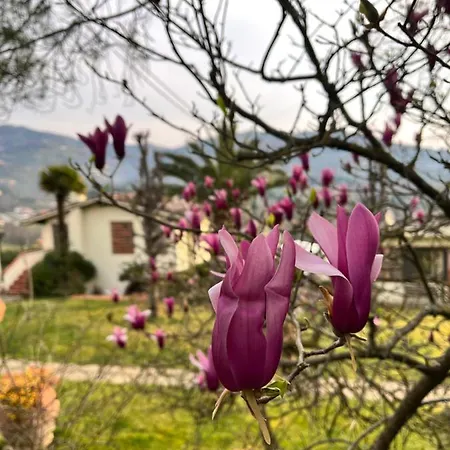 Casa Del Pino 4*
